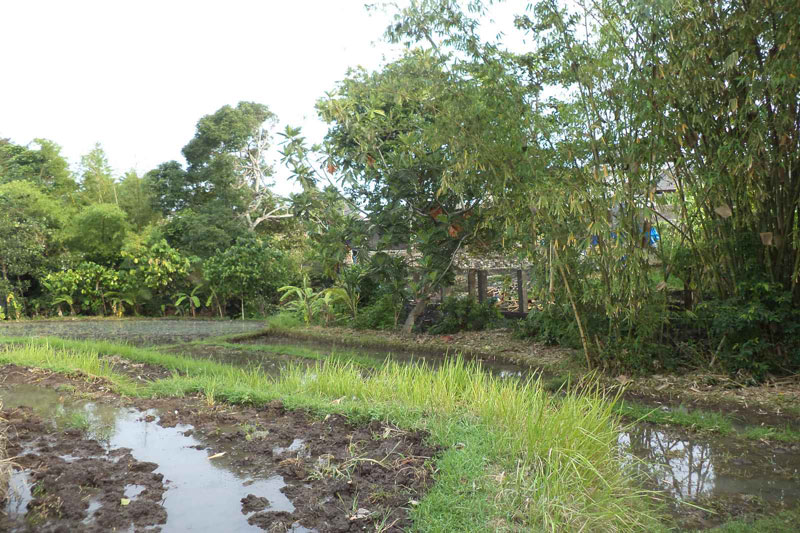 Riverside & Rice Field View Land in Padang Linjong